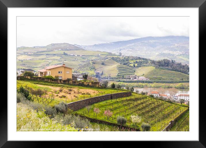 View of the Douro valley with the vineyards of the terraced fiel Framed Mounted Print by Laurent Renault