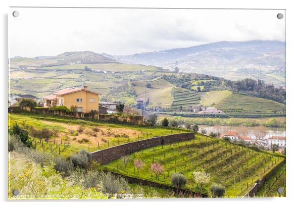 View of the Douro valley with the vineyards of the terraced fiel Acrylic by Laurent Renault
