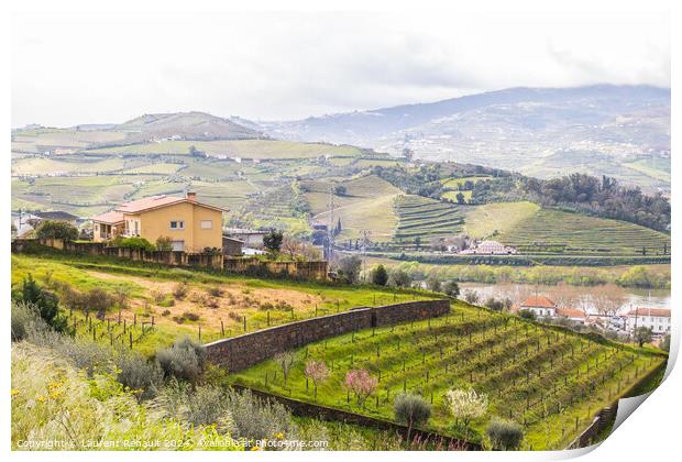 View of the Douro valley with the vineyards of the terraced fiel Print by Laurent Renault