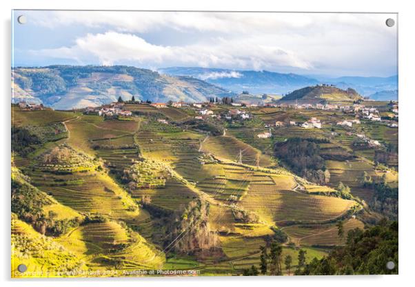 View of the Douro valley with the vineyards of the terraced fiel Acrylic by Laurent Renault