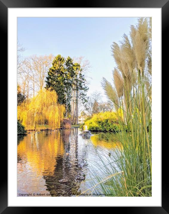 Pampas grass by park pond Framed Mounted Print by Robert Galvin-Oliphant