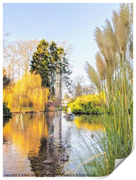 Pampas grass by park pond Print by Robert Galvin-Oliphant
