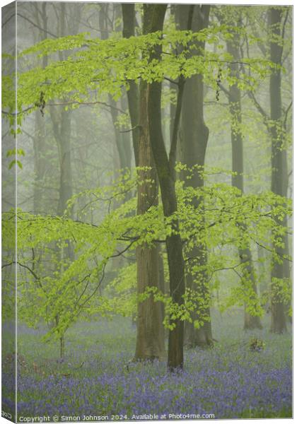 Spring Beech leaves and Bluebells  Canvas Print by Simon Johnson