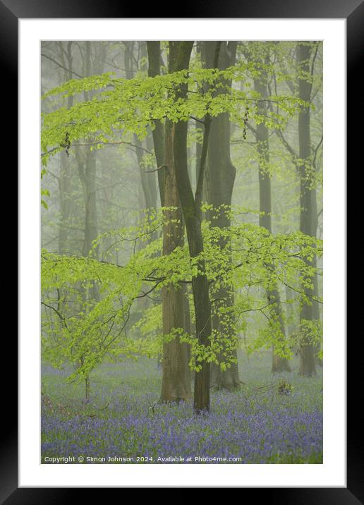 Spring Beech leaves and Bluebells  Framed Mounted Print by Simon Johnson