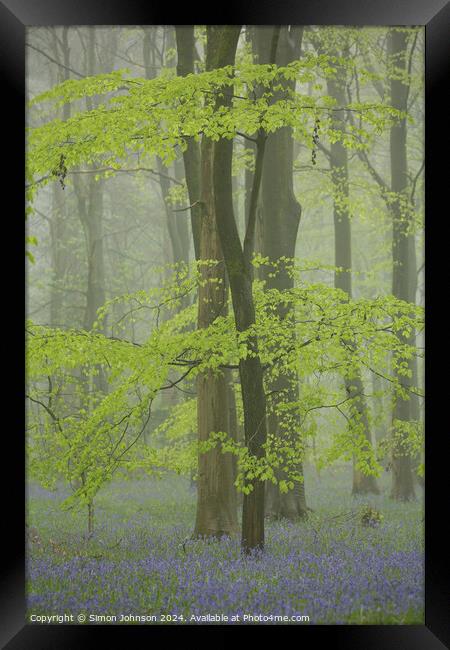 Spring Beech leaves and Bluebells  Framed Print by Simon Johnson