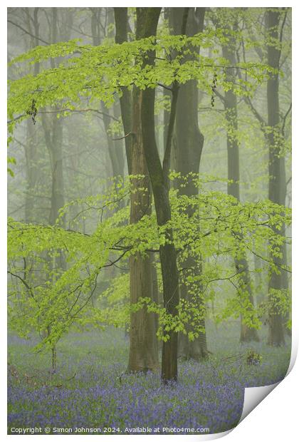 Spring Beech leaves and Bluebells  Print by Simon Johnson