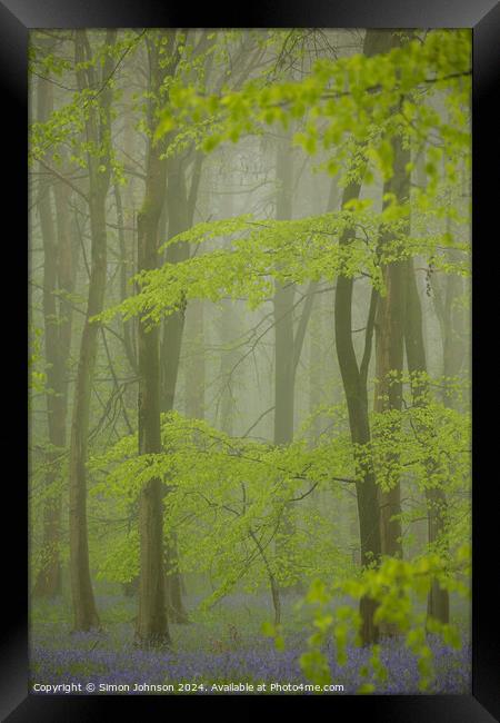 Misty Bluebell woodland Framed Print by Simon Johnson