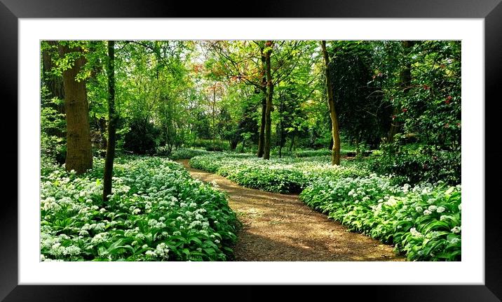 Wild Garlic Salisbury Woodland Framed Mounted Print by Michele Davis