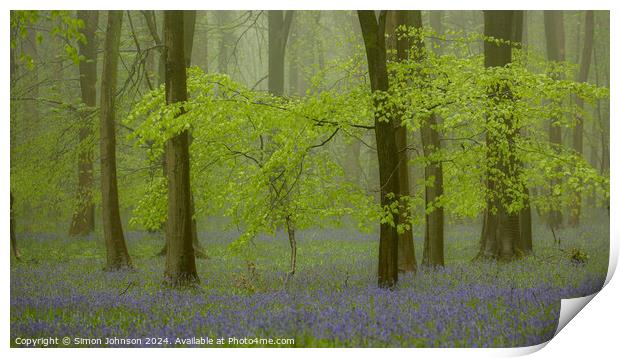 Bluebell woodland with soft light and morning mist Print by Simon Johnson