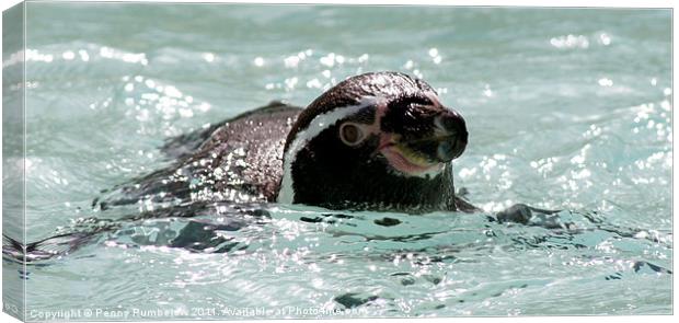 penguin swimming Canvas Print by Elouera Photography
