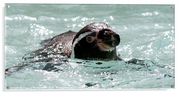 penguin swimming Acrylic by Elouera Photography