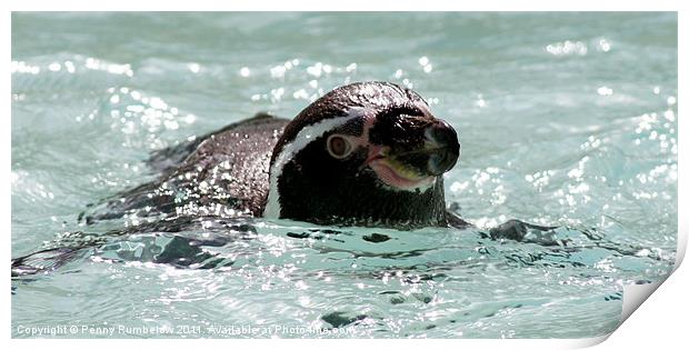penguin swimming Print by Elouera Photography