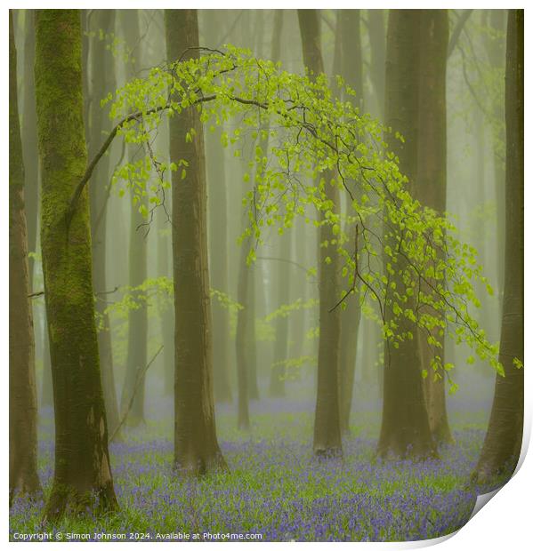 Bluebell woodland Print by Simon Johnson