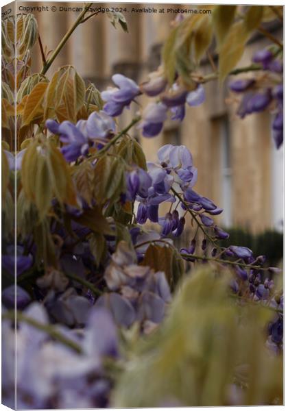 Close up of Wisteria in the Royal Crescent Bath Canvas Print by Duncan Savidge