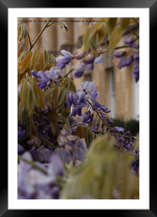 Close up of Wisteria in the Royal Crescent Bath Framed Mounted Print by Duncan Savidge