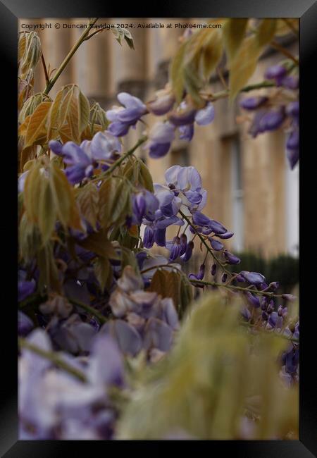 Close up of Wisteria in the Royal Crescent Bath Framed Print by Duncan Savidge