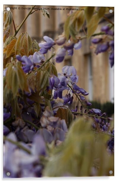 Close up of Wisteria in the Royal Crescent Bath Acrylic by Duncan Savidge