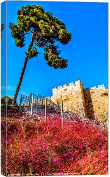 Pink Flowers City Walls Near Lions Gate Jerusalem Israel  Canvas Print by William Perry