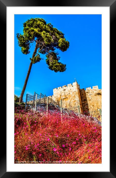 Pink Flowers City Walls Near Lions Gate Jerusalem Israel  Framed Mounted Print by William Perry