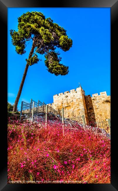 Pink Flowers City Walls Near Lions Gate Jerusalem Israel  Framed Print by William Perry