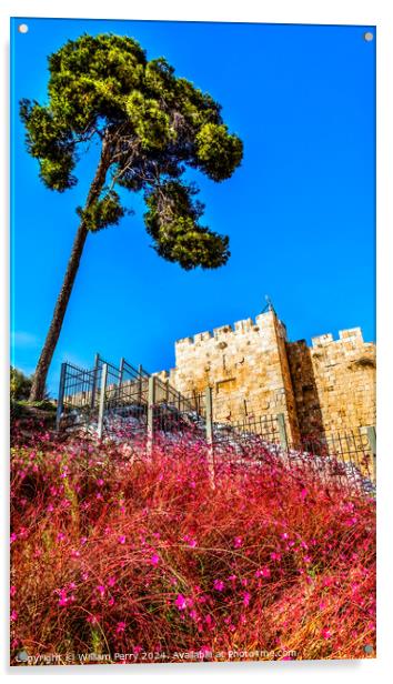 Pink Flowers City Walls Near Lions Gate Jerusalem Israel  Acrylic by William Perry