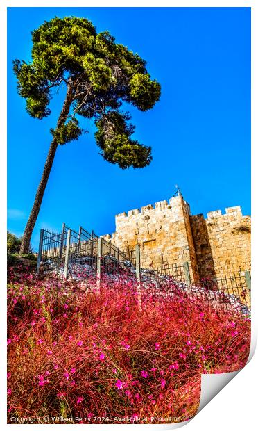 Pink Flowers City Walls Near Lions Gate Jerusalem Israel  Print by William Perry