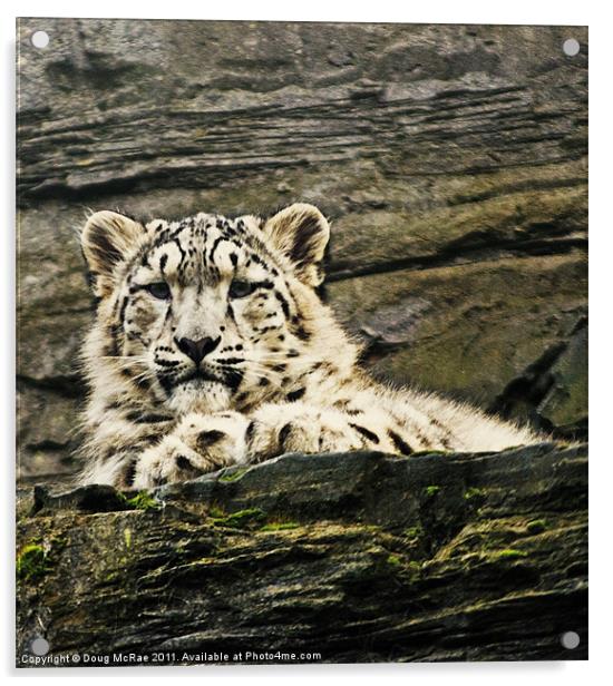 Snow Leopard Acrylic by Doug McRae