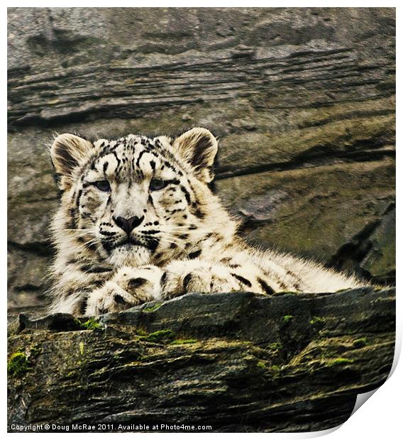 Snow Leopard Print by Doug McRae