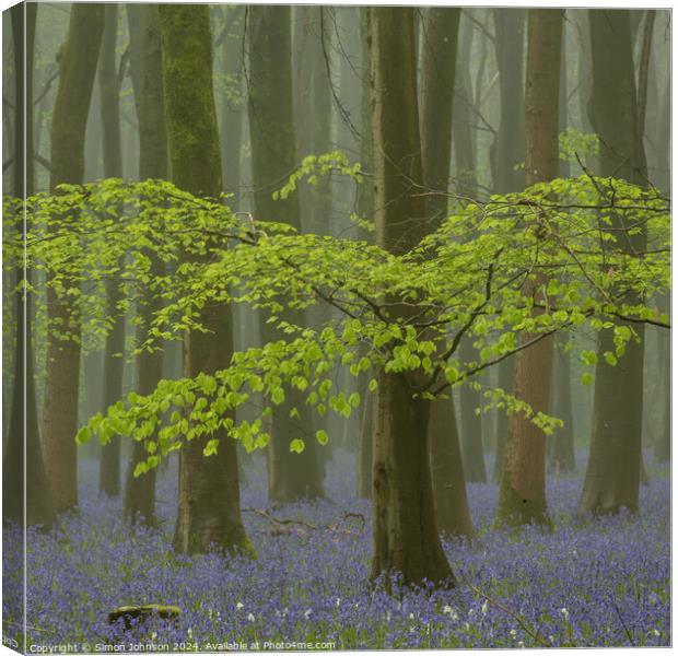Bluebell wood Canvas Print by Simon Johnson
