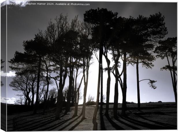Scots Pine Silhouettes Canvas Print by Stephen Hamer
