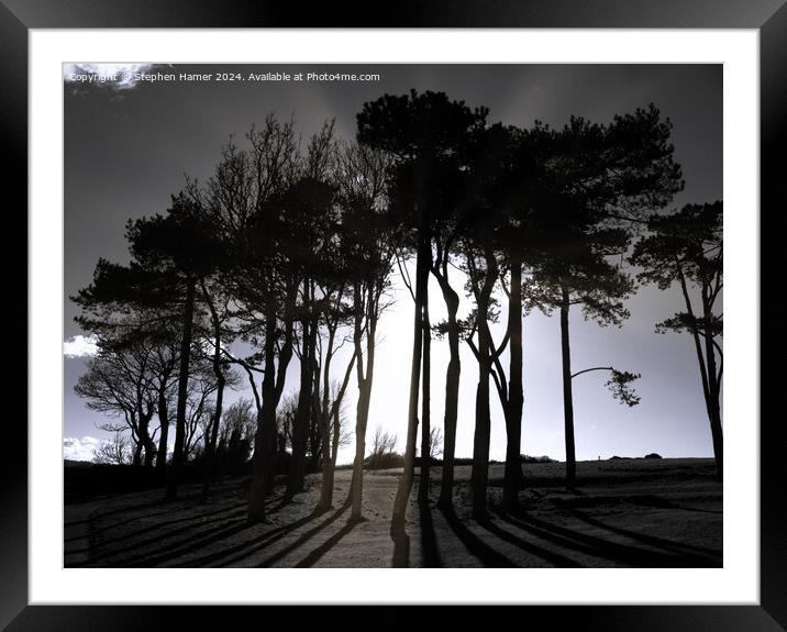 Scots Pine Silhouettes Framed Mounted Print by Stephen Hamer