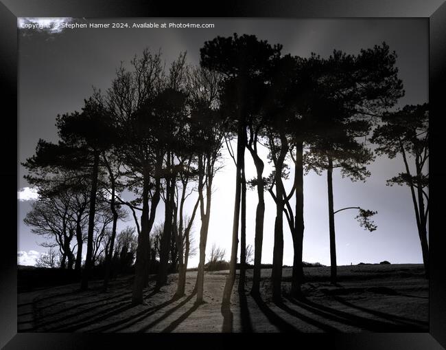 Scots Pine Silhouettes Framed Print by Stephen Hamer