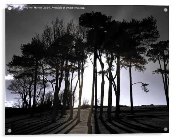 Scots Pine Silhouettes Acrylic by Stephen Hamer