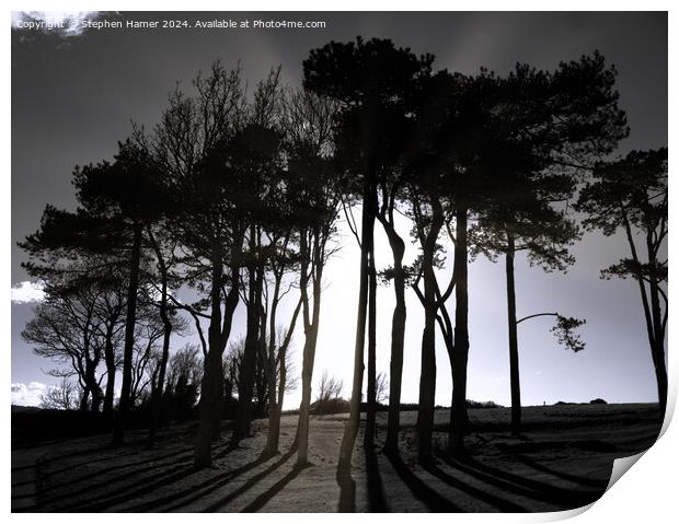Scots Pine Silhouettes Print by Stephen Hamer