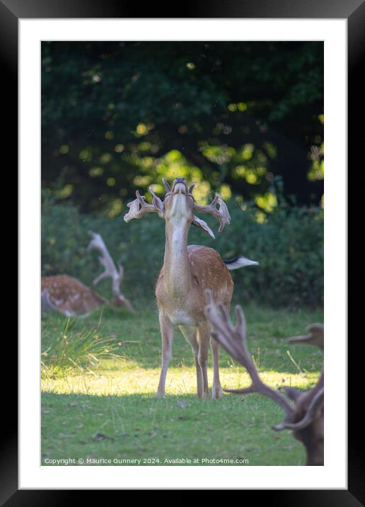 A deer standing in the grass Framed Mounted Print by Maurice Gunnery