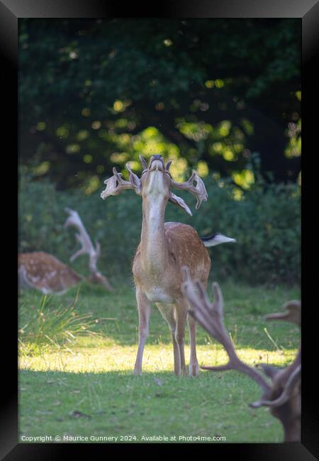A deer standing in the grass Framed Print by Maurice Gunnery