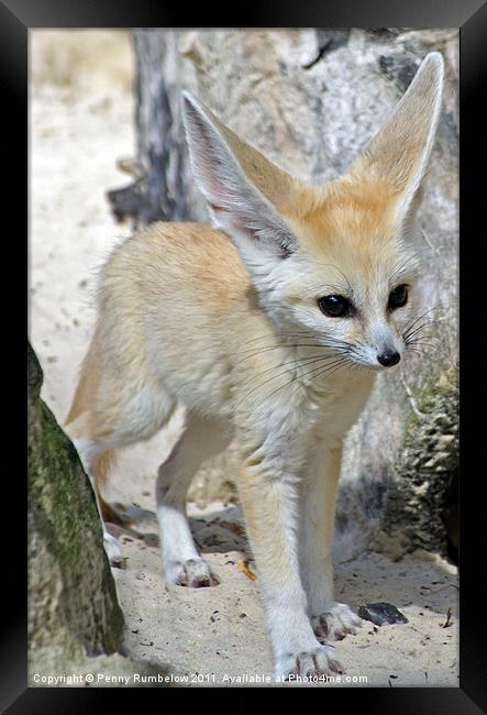 fennec fox Framed Print by Elouera Photography