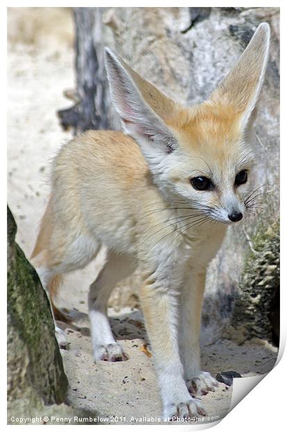 fennec fox Print by Elouera Photography