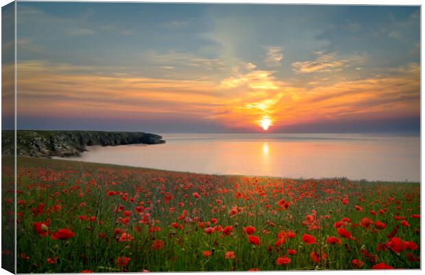 Cornwall Poppy Field Sunset Canvas Print by Alison Chambers