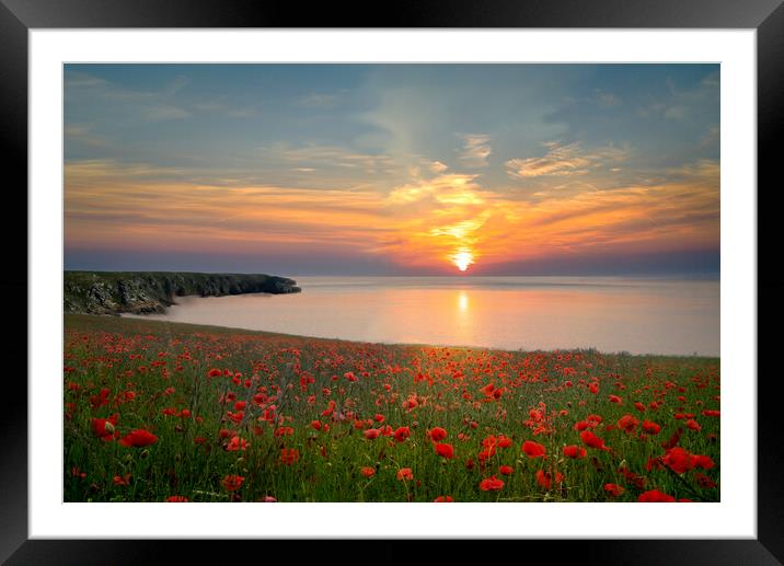 Cornwall Poppy Field Sunset Framed Mounted Print by Alison Chambers