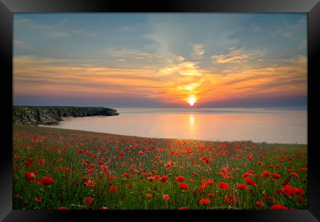 Cornwall Poppy Field Sunset Framed Print by Alison Chambers