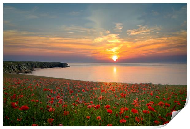 Cornwall Poppy Field Sunset Print by Alison Chambers