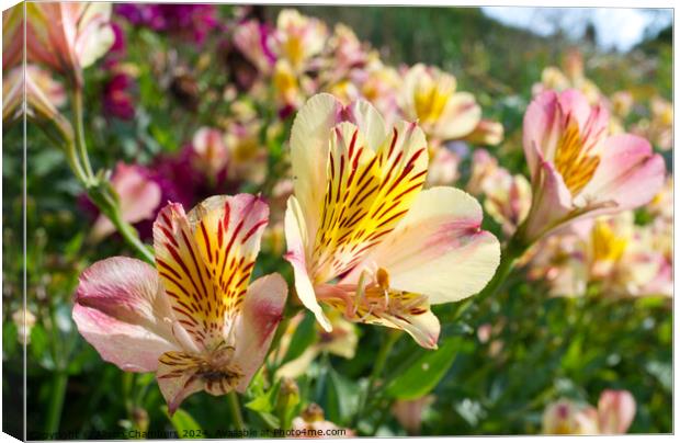 Alstroemeria  Canvas Print by Alison Chambers