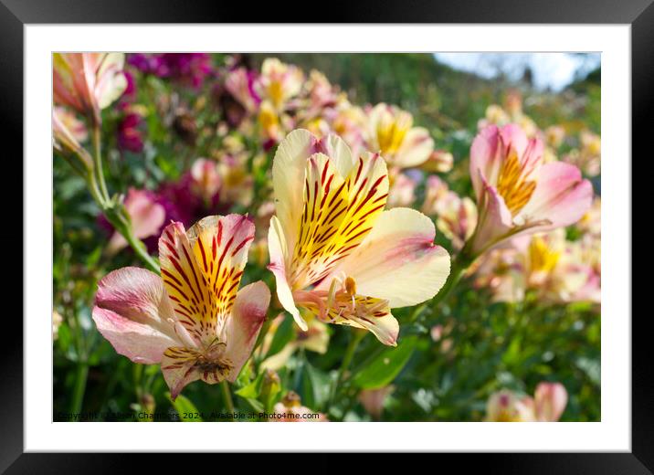 Alstroemeria  Framed Mounted Print by Alison Chambers