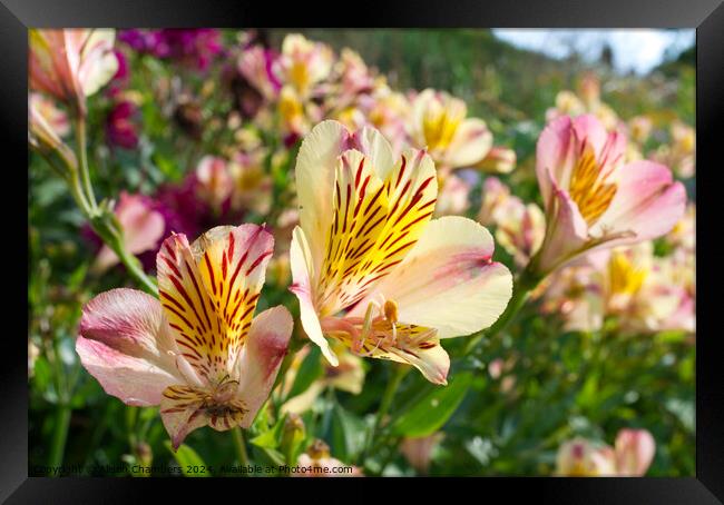 Alstroemeria  Framed Print by Alison Chambers