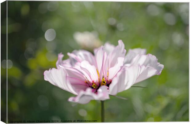 Cosmos flower Canvas Print by Alison Chambers