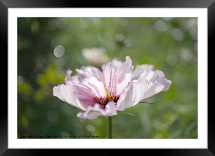 Cosmos flower Framed Mounted Print by Alison Chambers