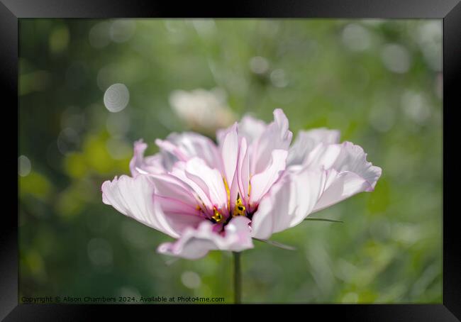 Cosmos flower Framed Print by Alison Chambers