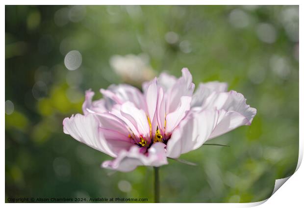Cosmos flower Print by Alison Chambers