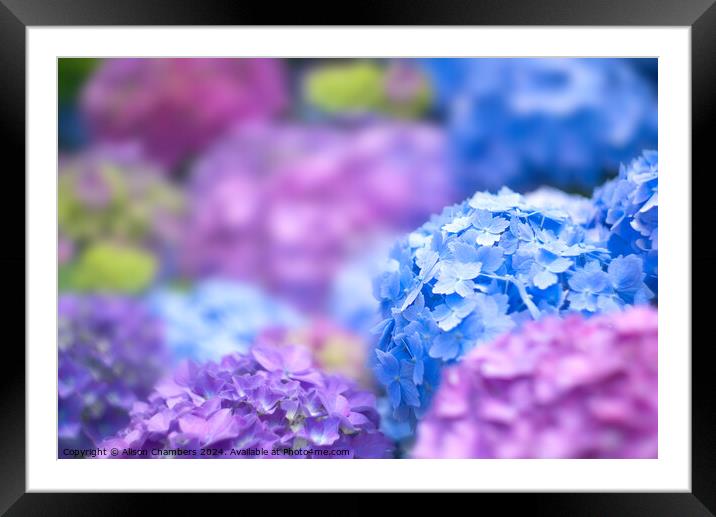 Hydrangeas  Framed Mounted Print by Alison Chambers